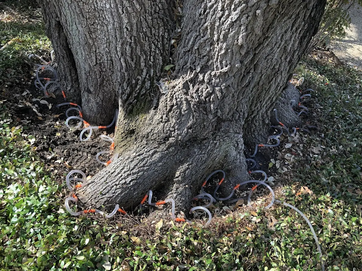 Detailed Tree Cabling and Bracing job site in Darlington