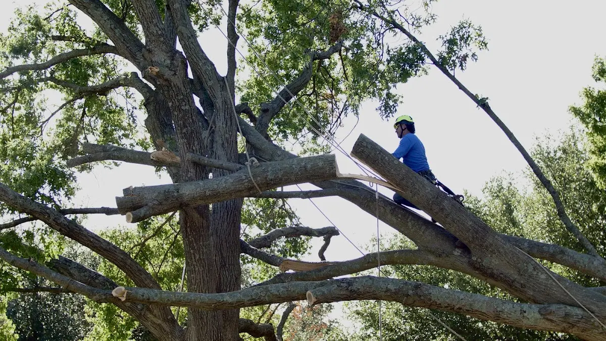 Professional Hazardous Tree Removal performed by certified arborists in Darlington